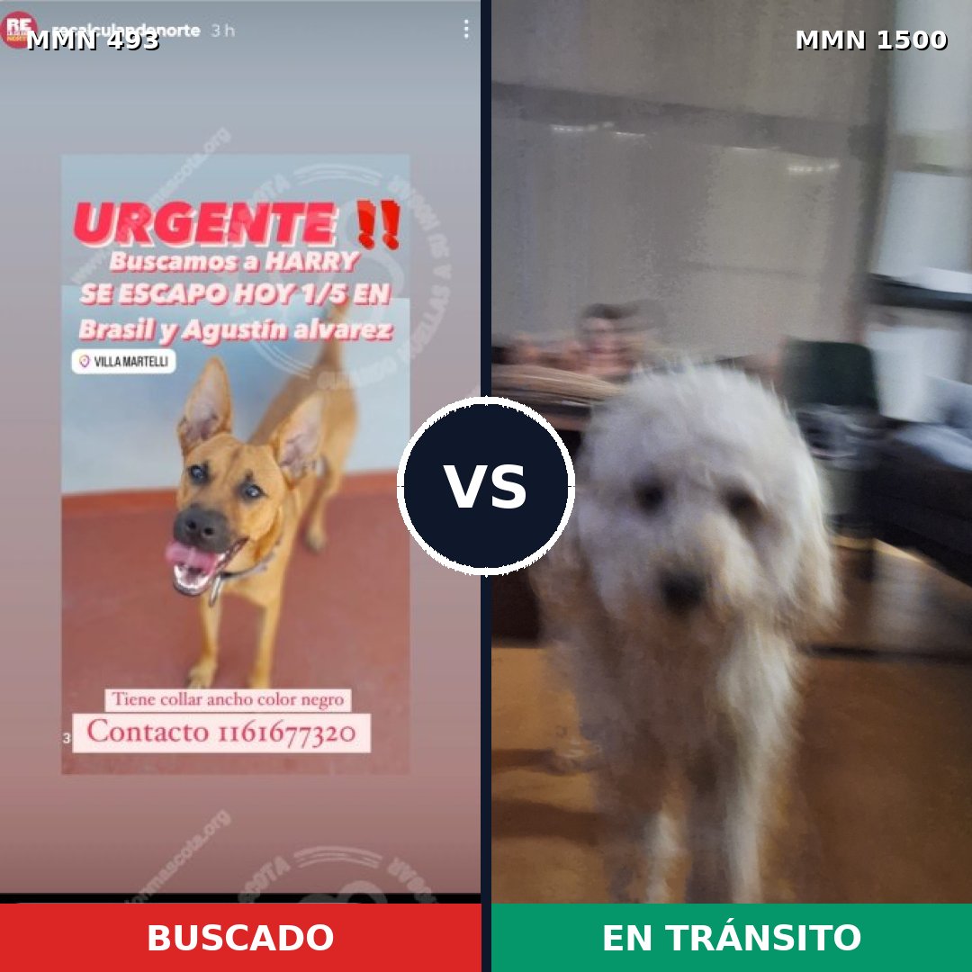 Comparativa MMS 26782: mascota perdida y mascota encontrada, 41% de similitud