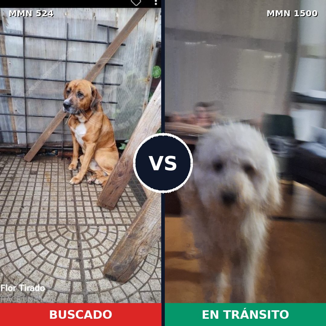 Comparativa MMS 26783: mascota perdida y mascota encontrada, 26% de similitud