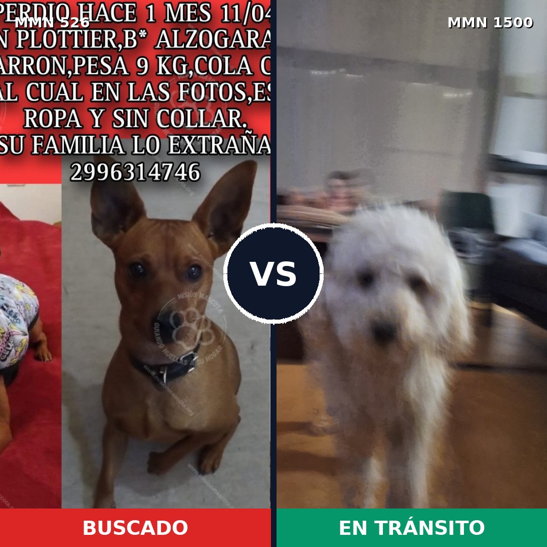 Comparativa MMS 26784: mascota perdida y mascota encontrada, 39% de similitud