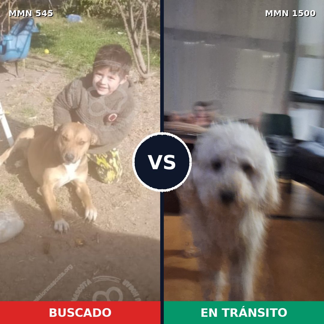 Comparativa MMS 26787: mascota perdida y mascota encontrada, 51% de similitud