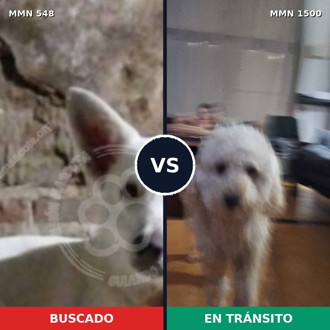 Comparativa MMS 26788: mascota perdida y mascota encontrada, 48% de similitud