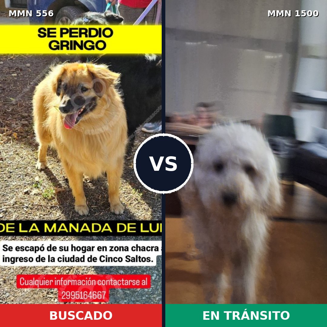 Comparativa MMS 26789: mascota perdida y mascota encontrada, 35% de similitud