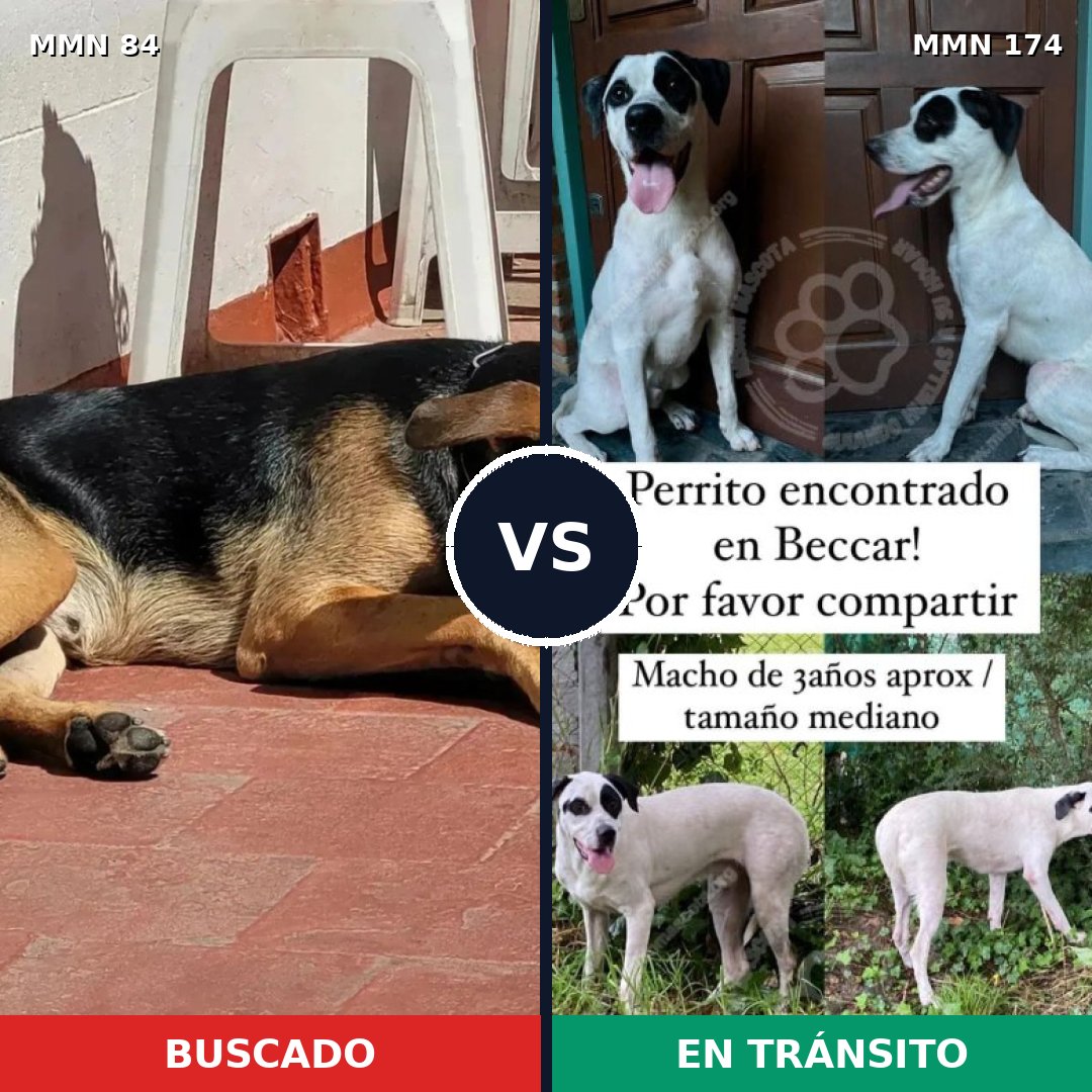 Comparativa MMS 2679: mascota perdida y mascota encontrada, 71% de similitud