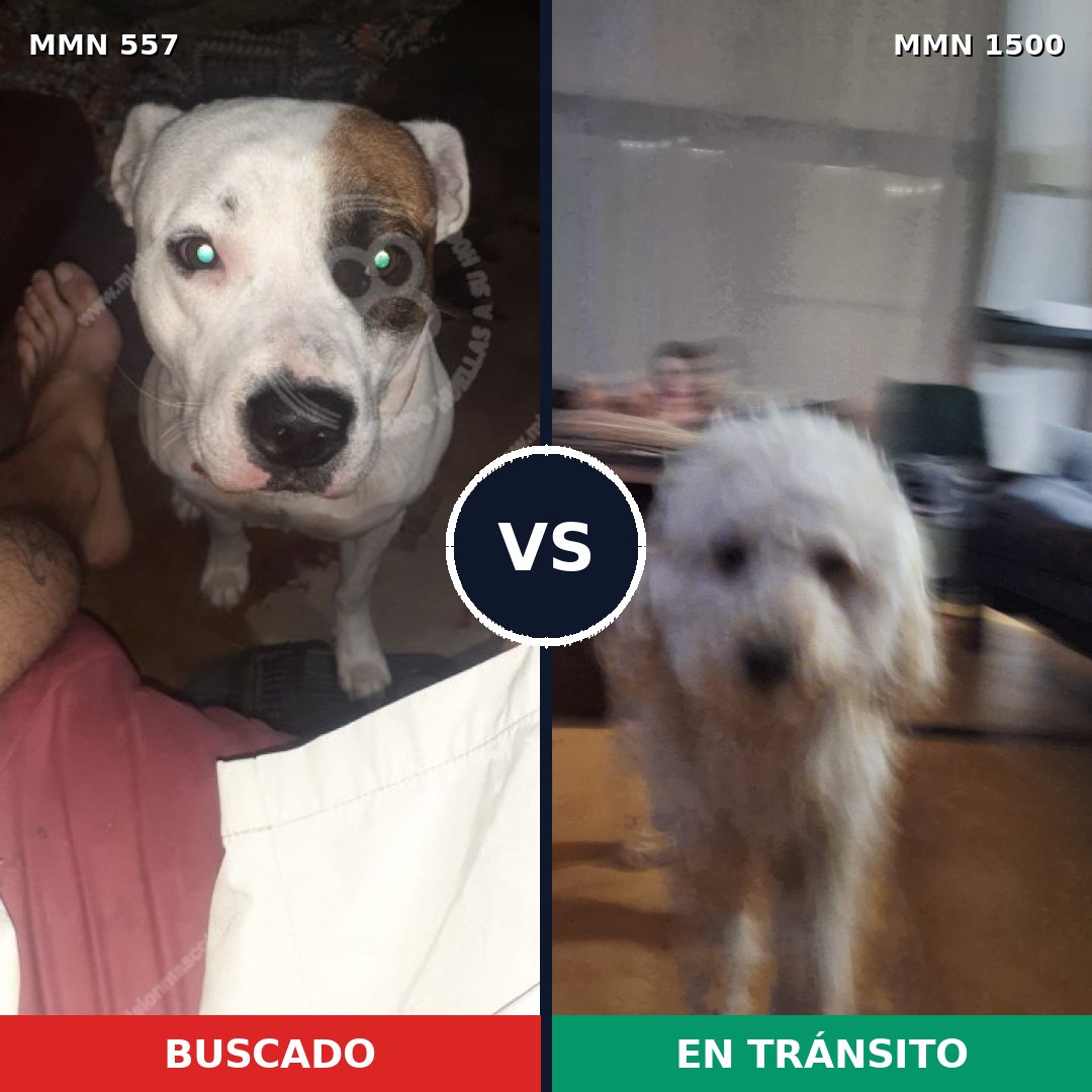 Comparativa MMS 26790: mascota perdida y mascota encontrada, 38% de similitud