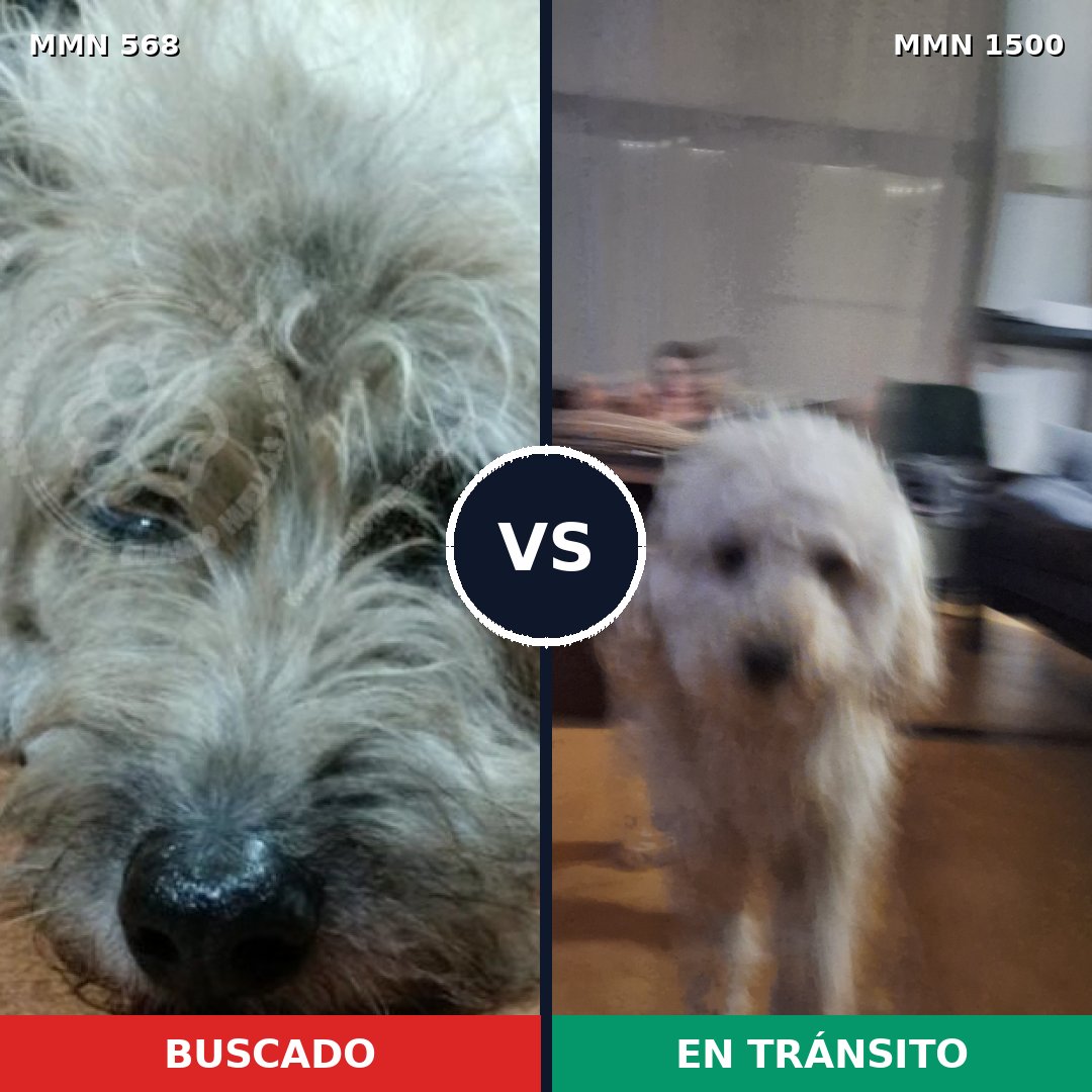 Comparativa MMS 26791: mascota perdida y mascota encontrada, 30% de similitud