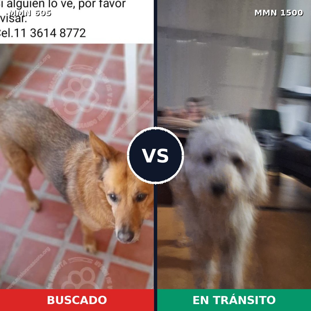 Comparativa MMS 26793: mascota perdida y mascota encontrada, 49% de similitud