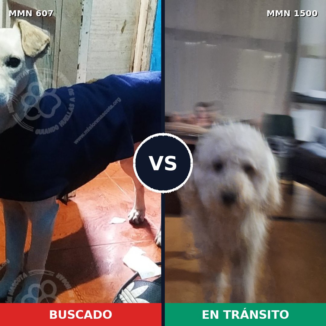 Comparativa MMS 26794: mascota perdida y mascota encontrada, 44% de similitud