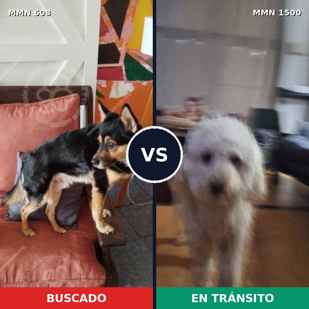 Comparativa MMS 26795: mascota perdida y mascota encontrada, 38% de similitud