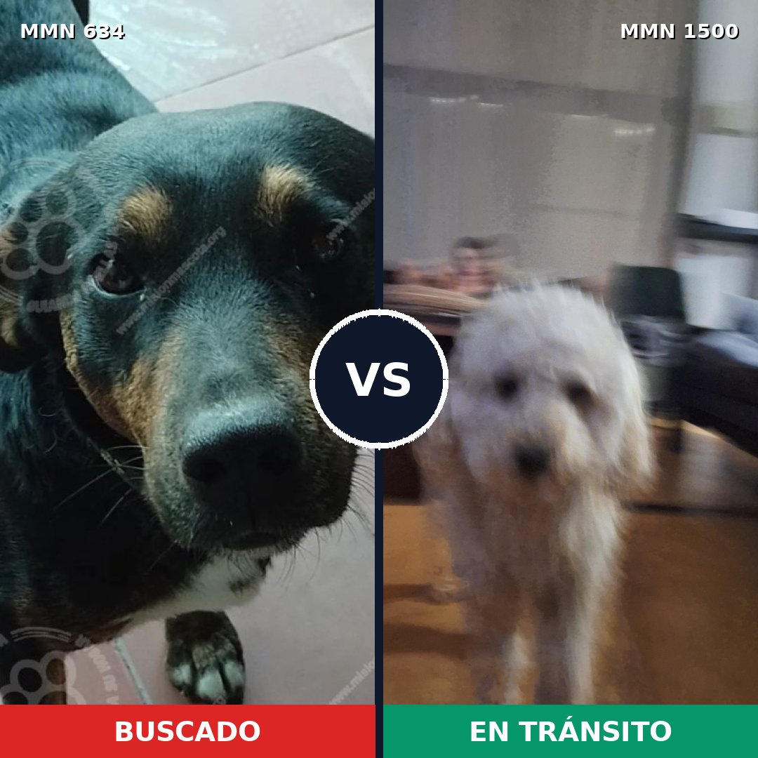 Comparativa MMS 26798: mascota perdida y mascota encontrada, 29% de similitud
