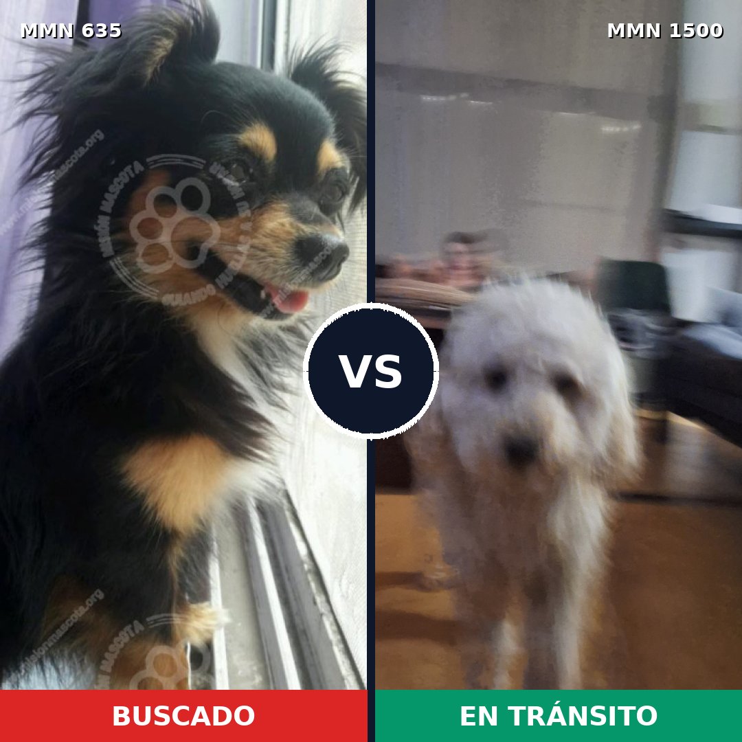 Comparativa MMS 26799: mascota perdida y mascota encontrada, 36% de similitud