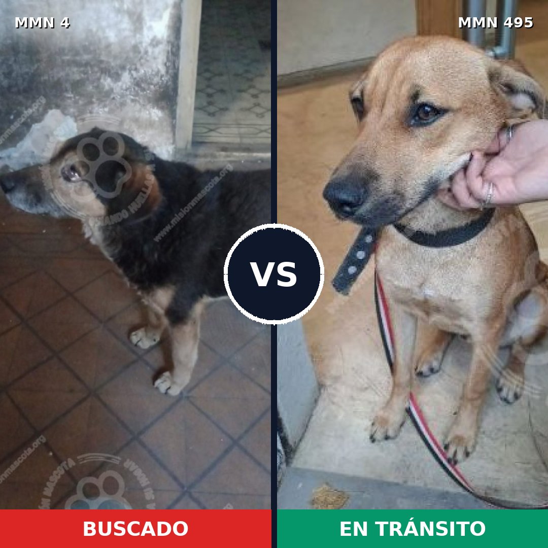 Comparativa MMS 268: mascota perdida y mascota encontrada, 74% de similitud