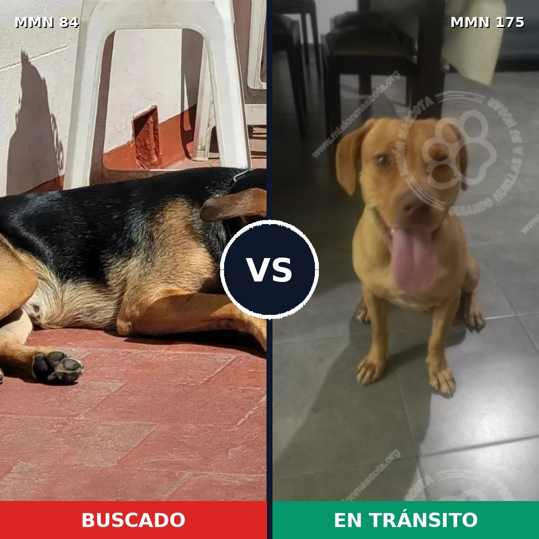 Comparativa MMS 2680: mascota perdida y mascota encontrada, 65% de similitud