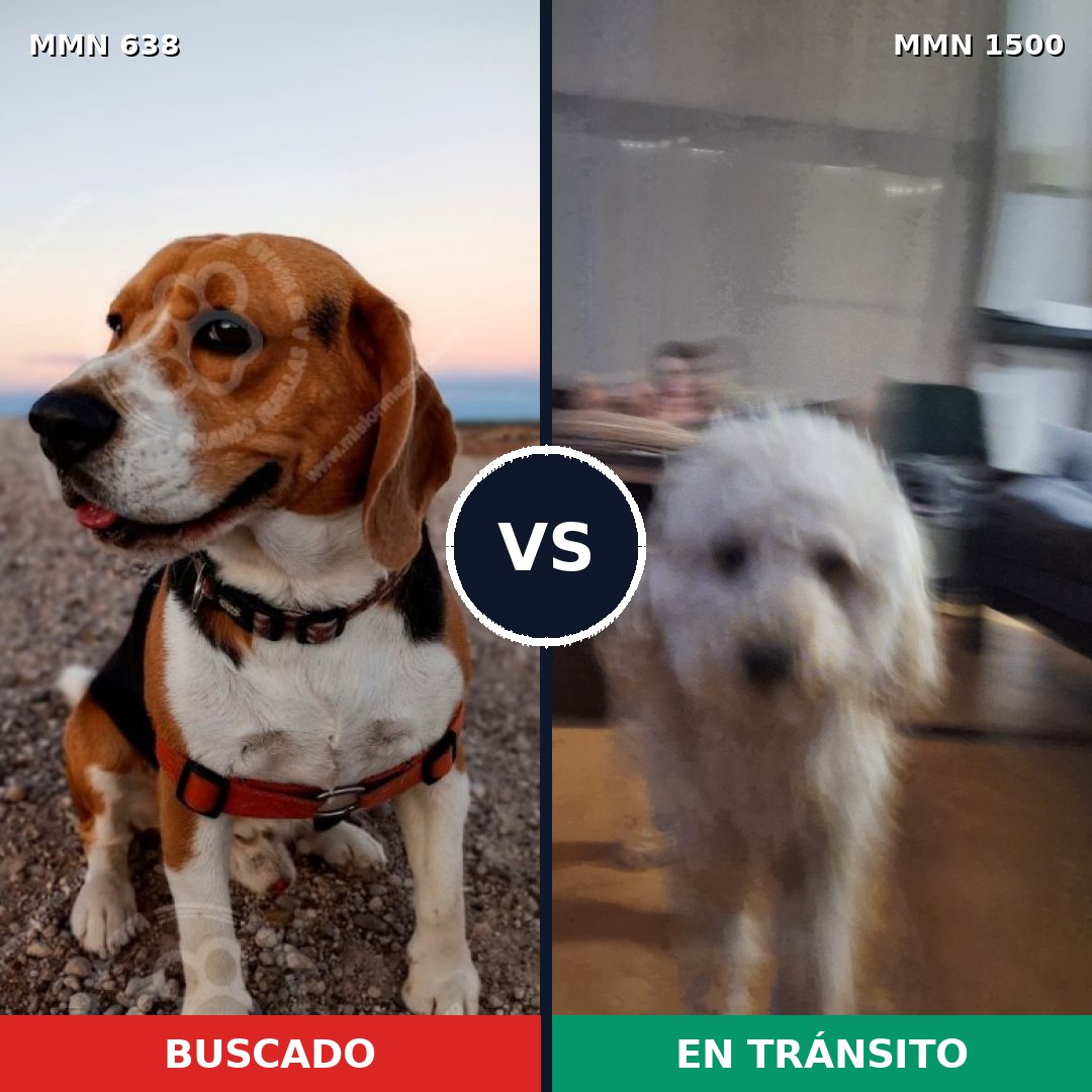Comparativa MMS 26800: mascota perdida y mascota encontrada, 38% de similitud