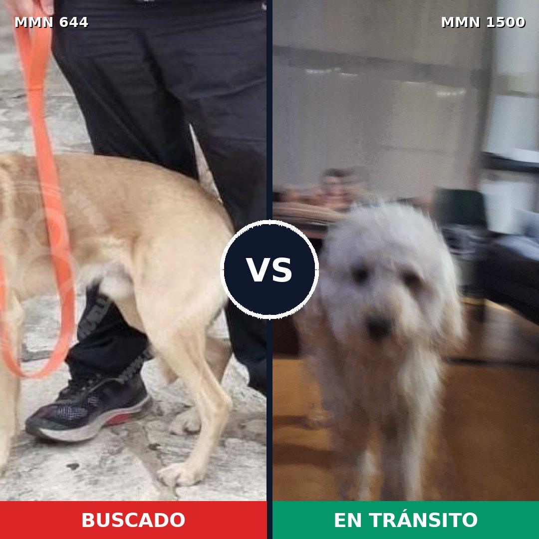 Comparativa MMS 26801: mascota perdida y mascota encontrada, 40% de similitud
