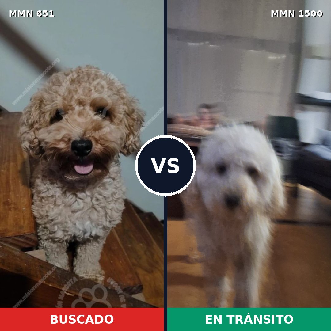 Comparativa MMS 26802: mascota perdida y mascota encontrada, 39% de similitud