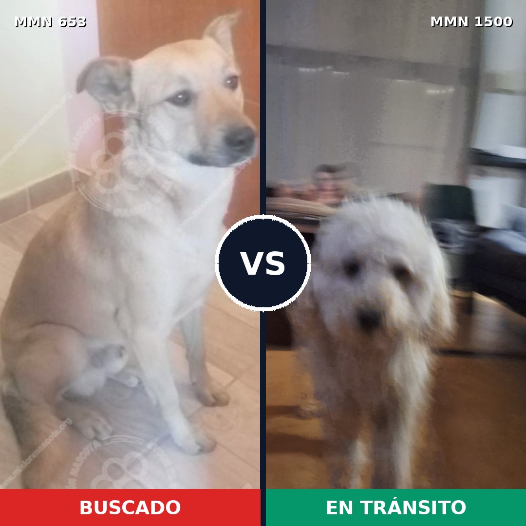 Comparativa MMS 26803: mascota perdida y mascota encontrada, 37% de similitud