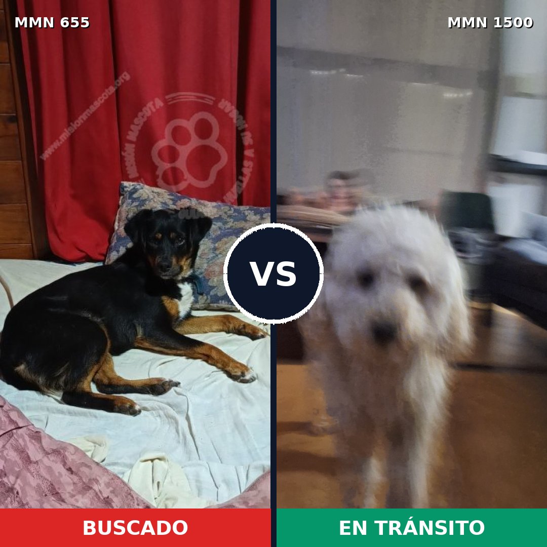 Comparativa MMS 26804: mascota perdida y mascota encontrada, 39% de similitud