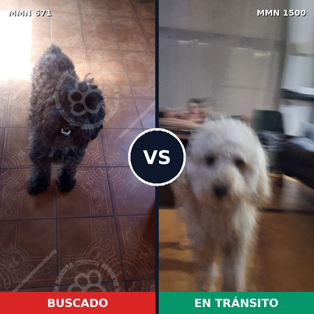 Comparativa MMS 26805: mascota perdida y mascota encontrada, 64% de similitud