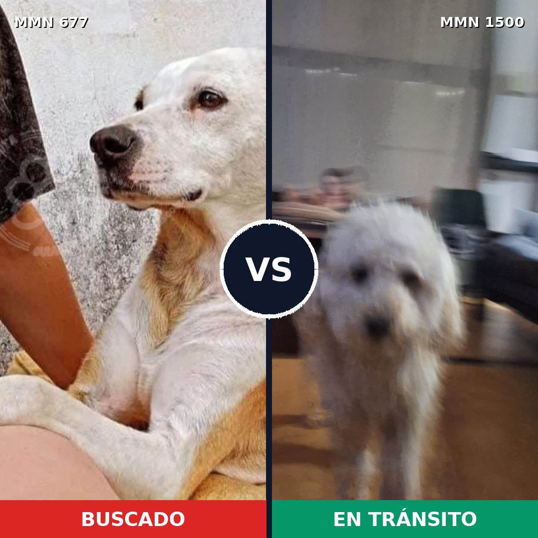 Comparativa MMS 26806: mascota perdida y mascota encontrada, 34% de similitud