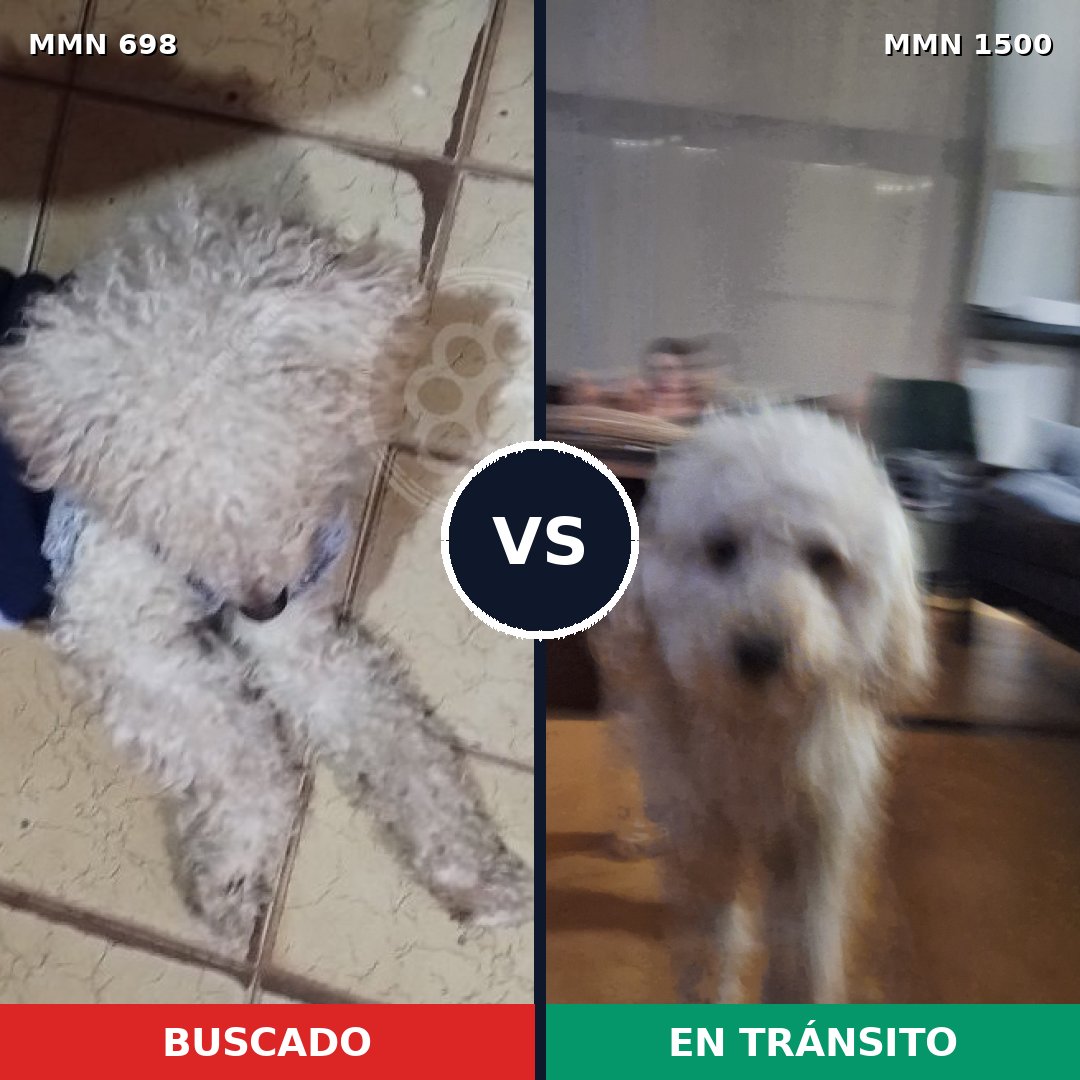 Comparativa MMS 26807: mascota perdida y mascota encontrada, 76% de similitud