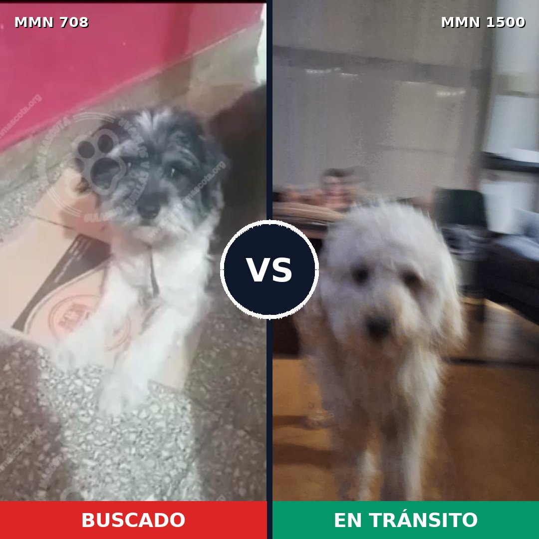 Comparativa MMS 26808: mascota perdida y mascota encontrada, 80% de similitud