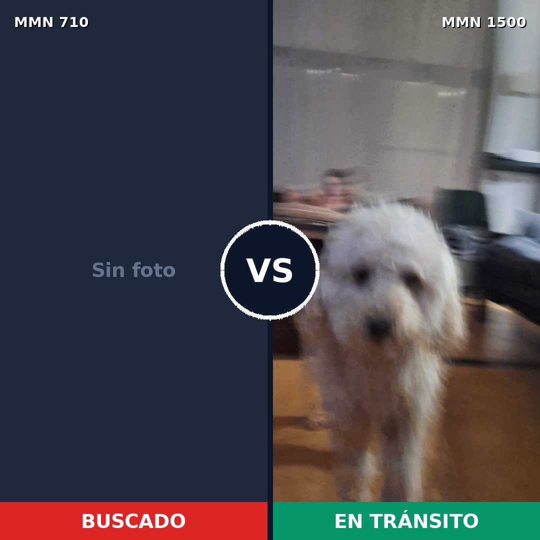 Comparativa MMS 26809: mascota perdida y mascota encontrada, 61% de similitud