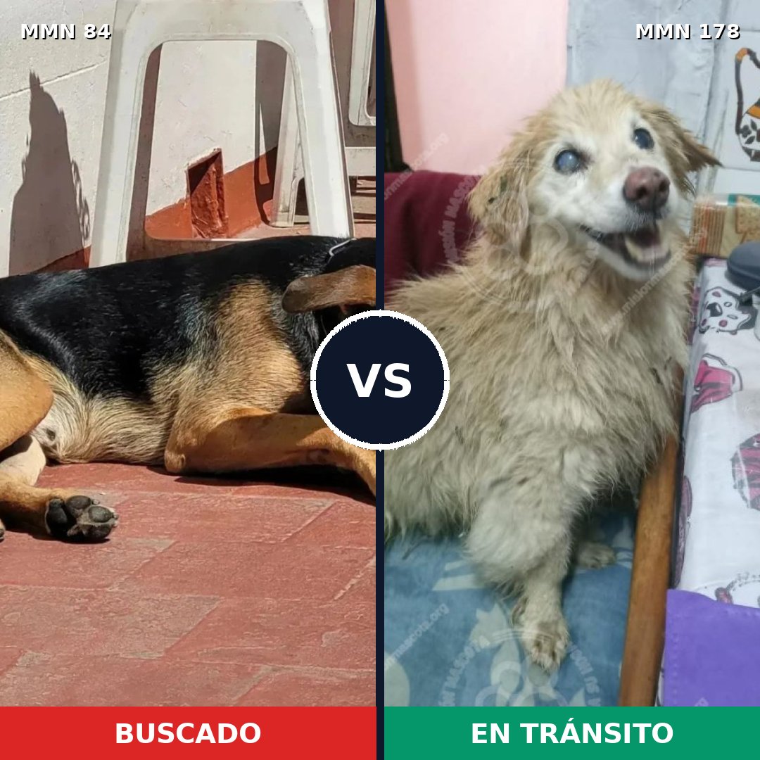 Comparativa MMS 2681: mascota perdida y mascota encontrada, 61% de similitud