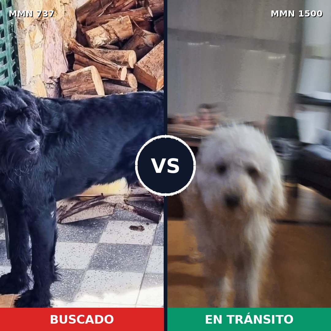 Comparativa MMS 26812: mascota perdida y mascota encontrada, 22% de similitud