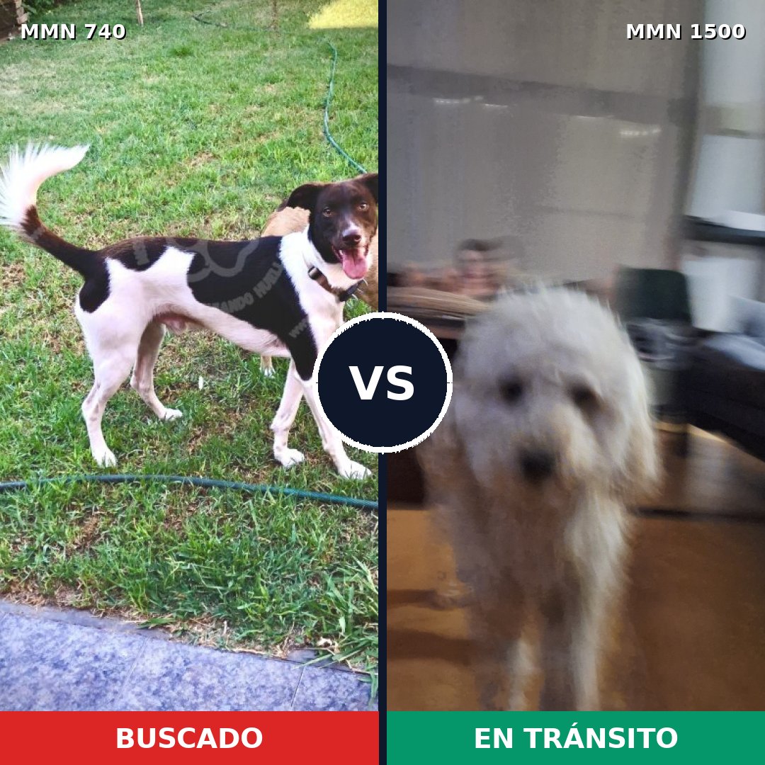 Comparativa MMS 26813: mascota perdida y mascota encontrada, 35% de similitud