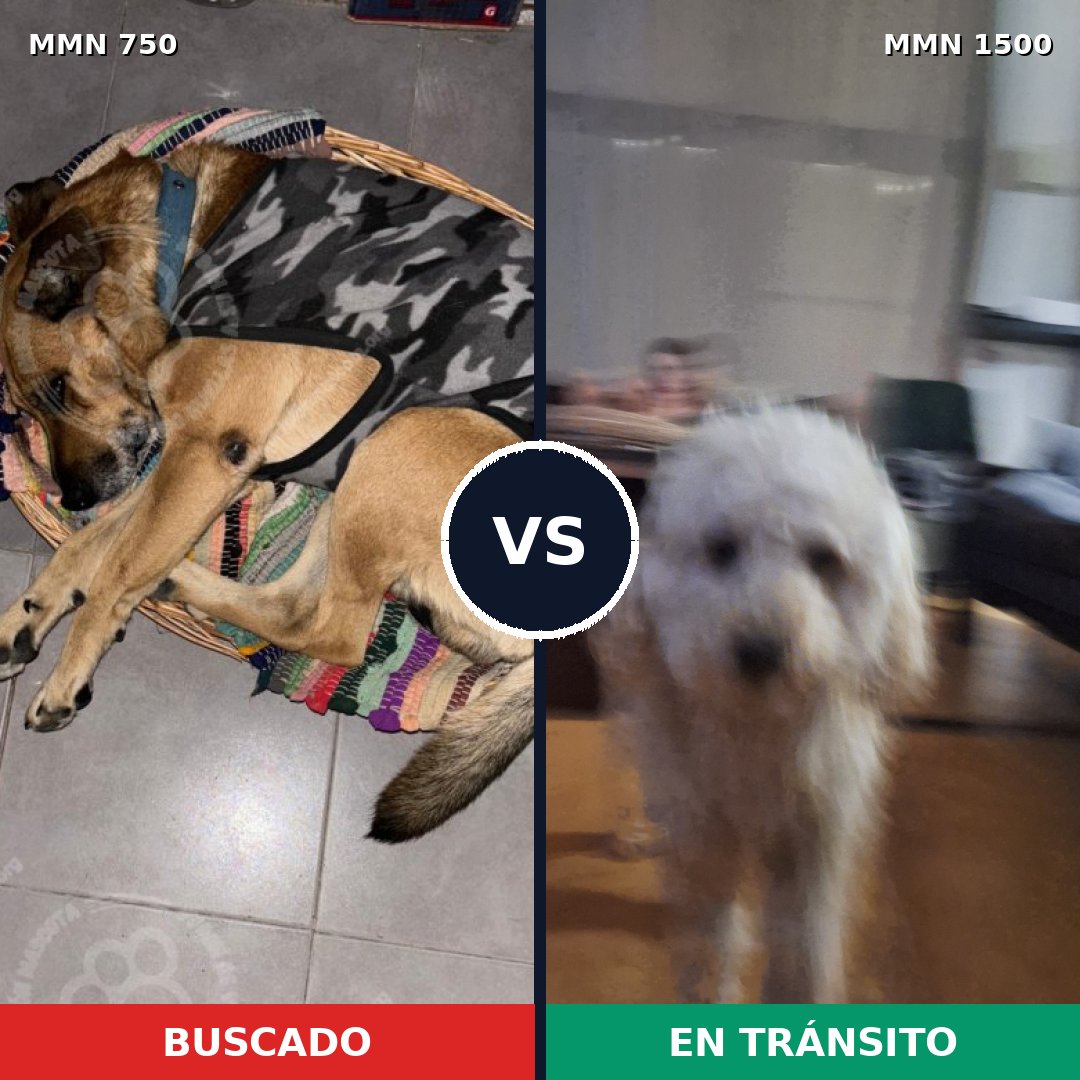 Comparativa MMS 26815: mascota perdida y mascota encontrada, 29% de similitud