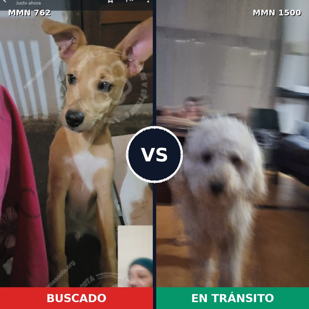 Comparativa MMS 26816: mascota perdida y mascota encontrada, 46% de similitud