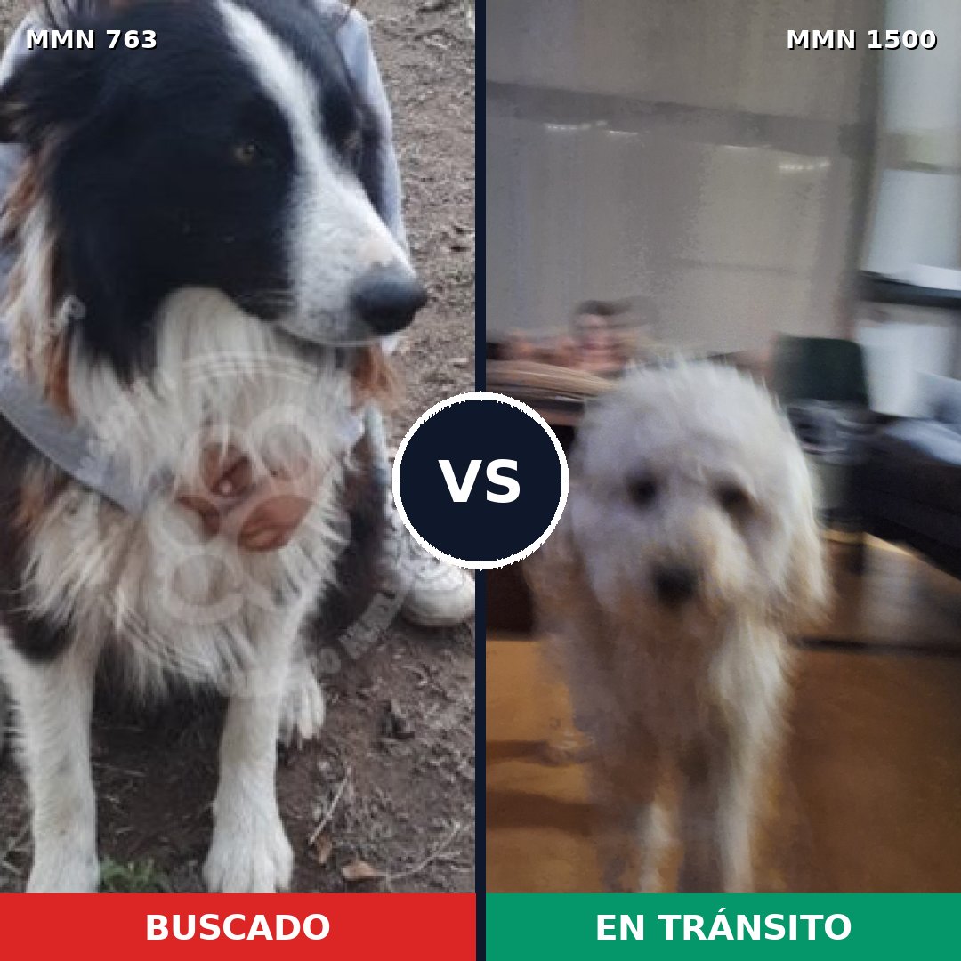 Comparativa MMS 26817: mascota perdida y mascota encontrada, 29% de similitud