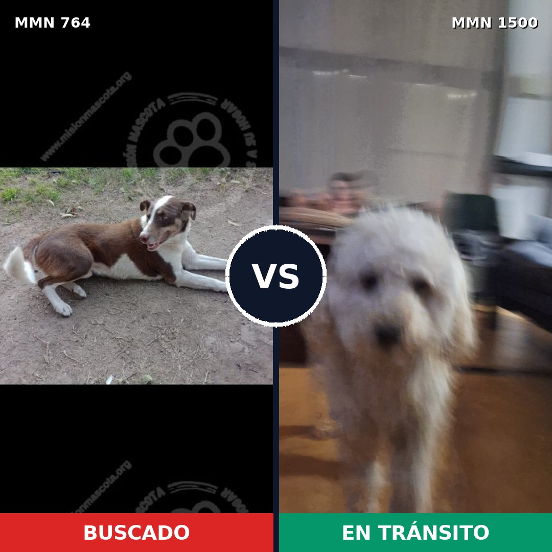 Comparativa MMS 26818: mascota perdida y mascota encontrada, 35% de similitud