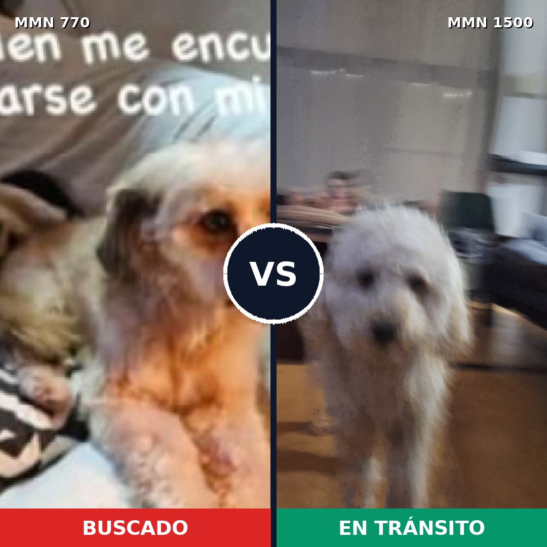 Comparativa MMS 26819: mascota perdida y mascota encontrada, 50% de similitud