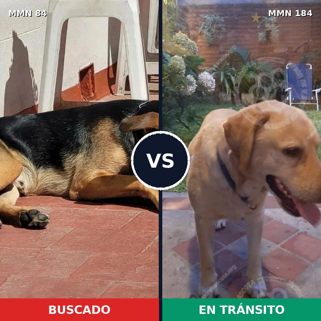 Comparativa MMS 2682: mascota perdida y mascota encontrada, 73% de similitud