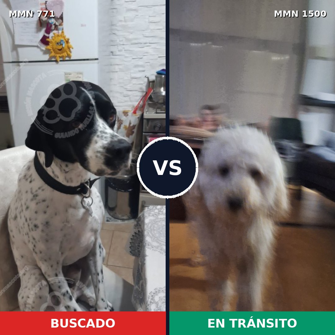 Comparativa MMS 26820: mascota perdida y mascota encontrada, 33% de similitud