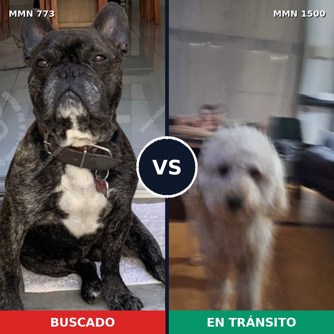 Comparativa MMS 26821: mascota perdida y mascota encontrada, 31% de similitud