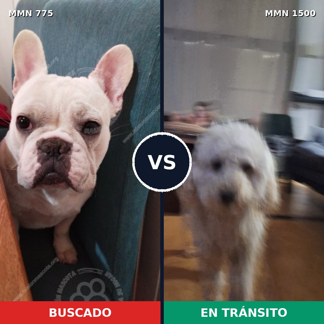 Comparativa MMS 26822: mascota perdida y mascota encontrada, 33% de similitud
