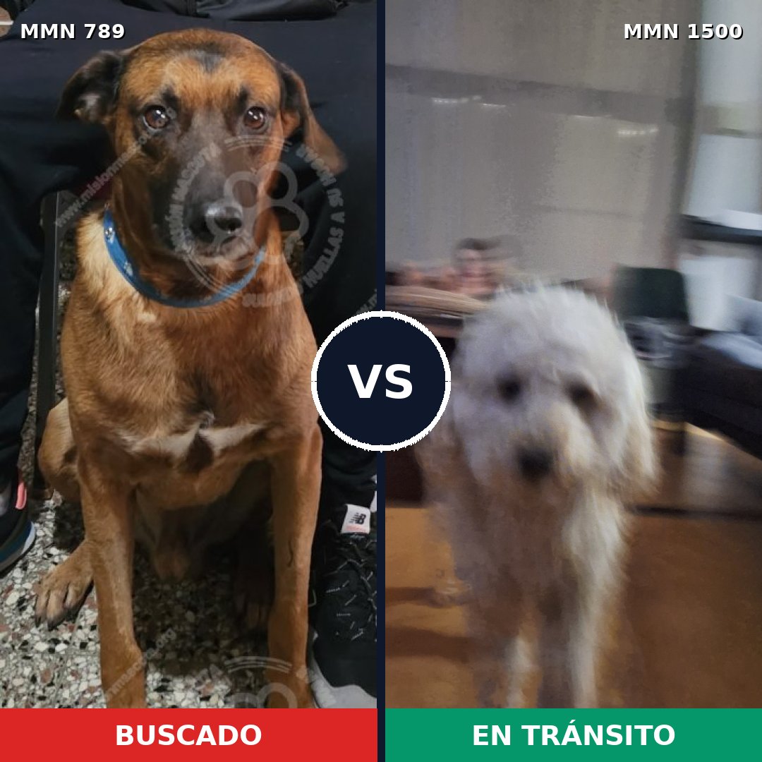Comparativa MMS 26824: mascota perdida y mascota encontrada, 23% de similitud