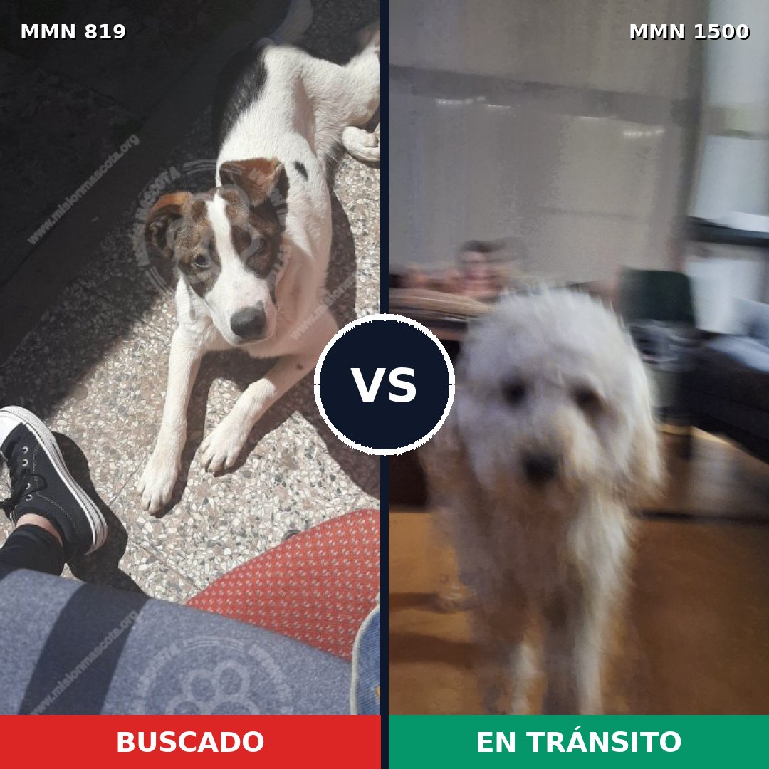 Comparativa MMS 26828: mascota perdida y mascota encontrada, 39% de similitud