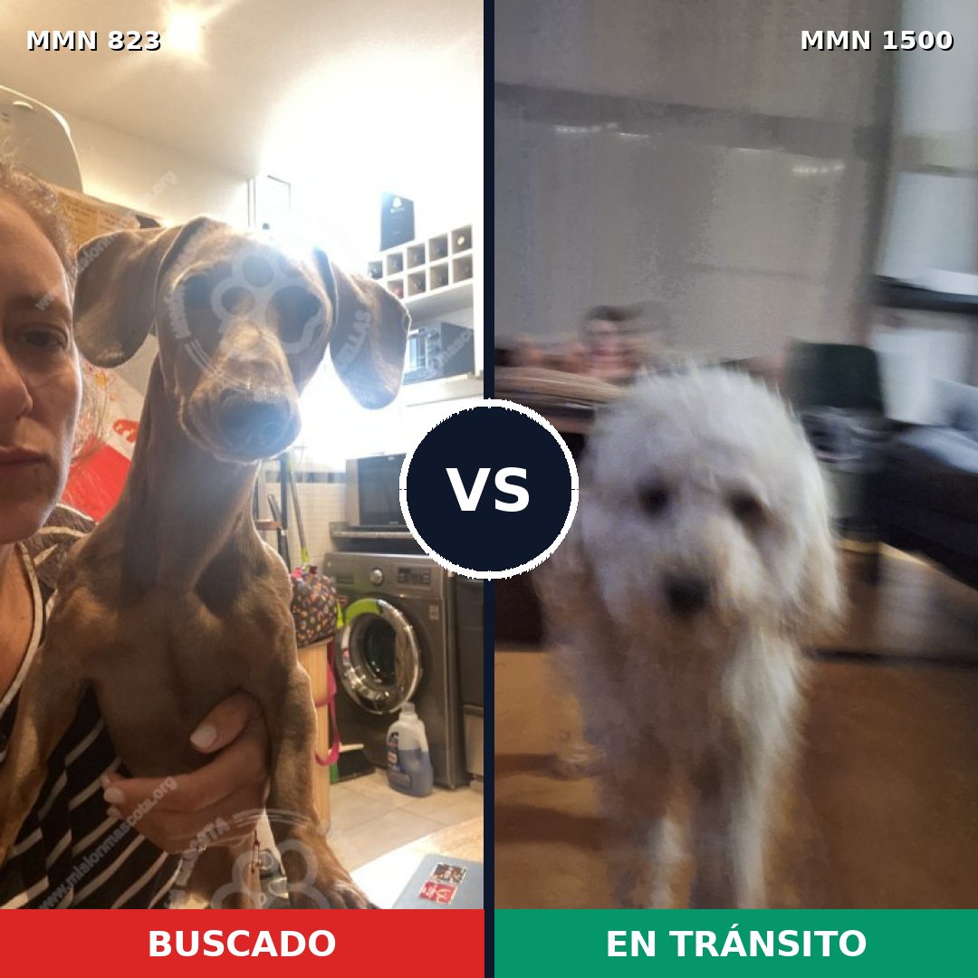 Comparativa MMS 26829: mascota perdida y mascota encontrada, 40% de similitud
