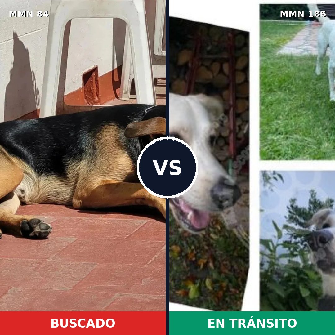 Comparativa MMS 2683: mascota perdida y mascota encontrada, 50% de similitud