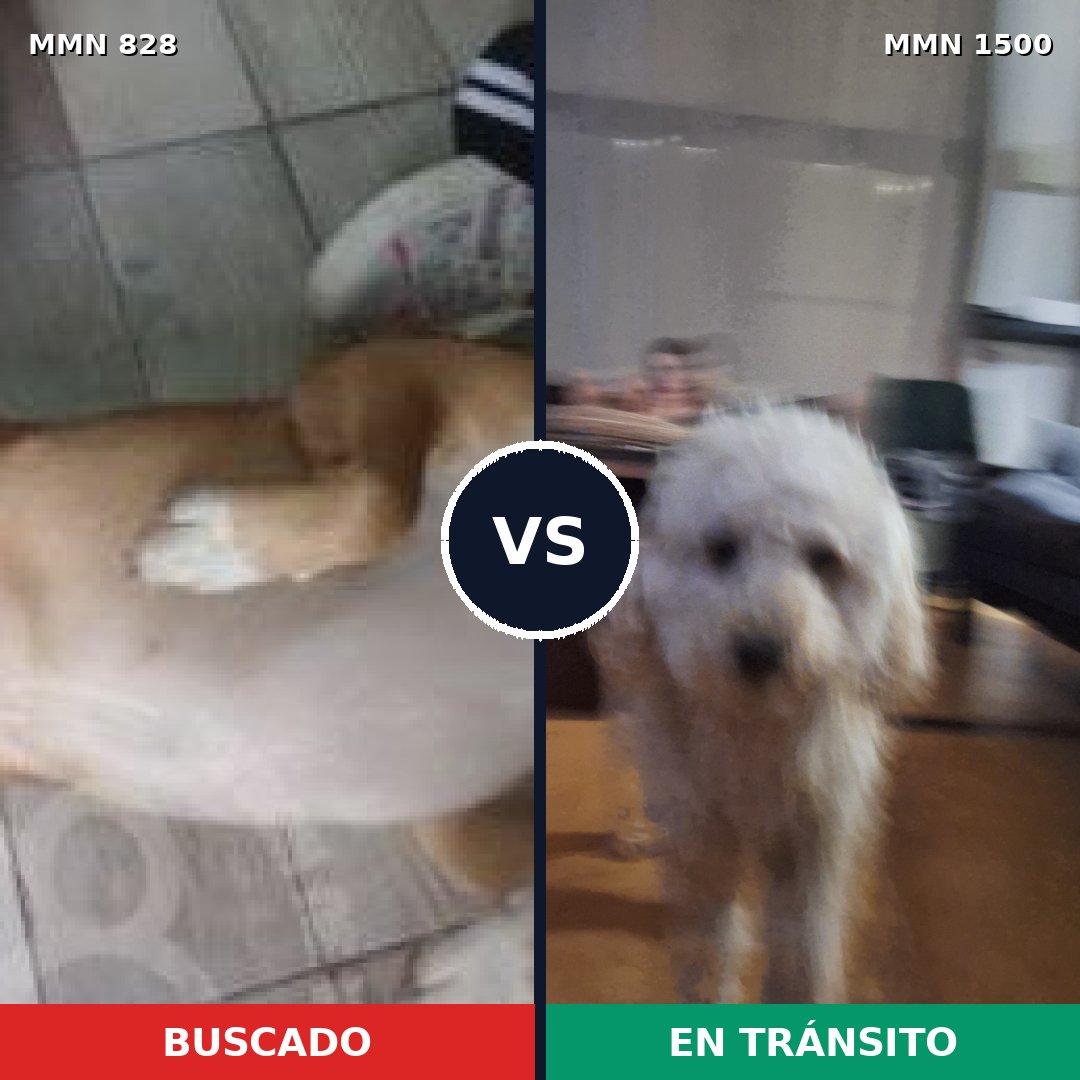 Comparativa MMS 26830: mascota perdida y mascota encontrada, 46% de similitud