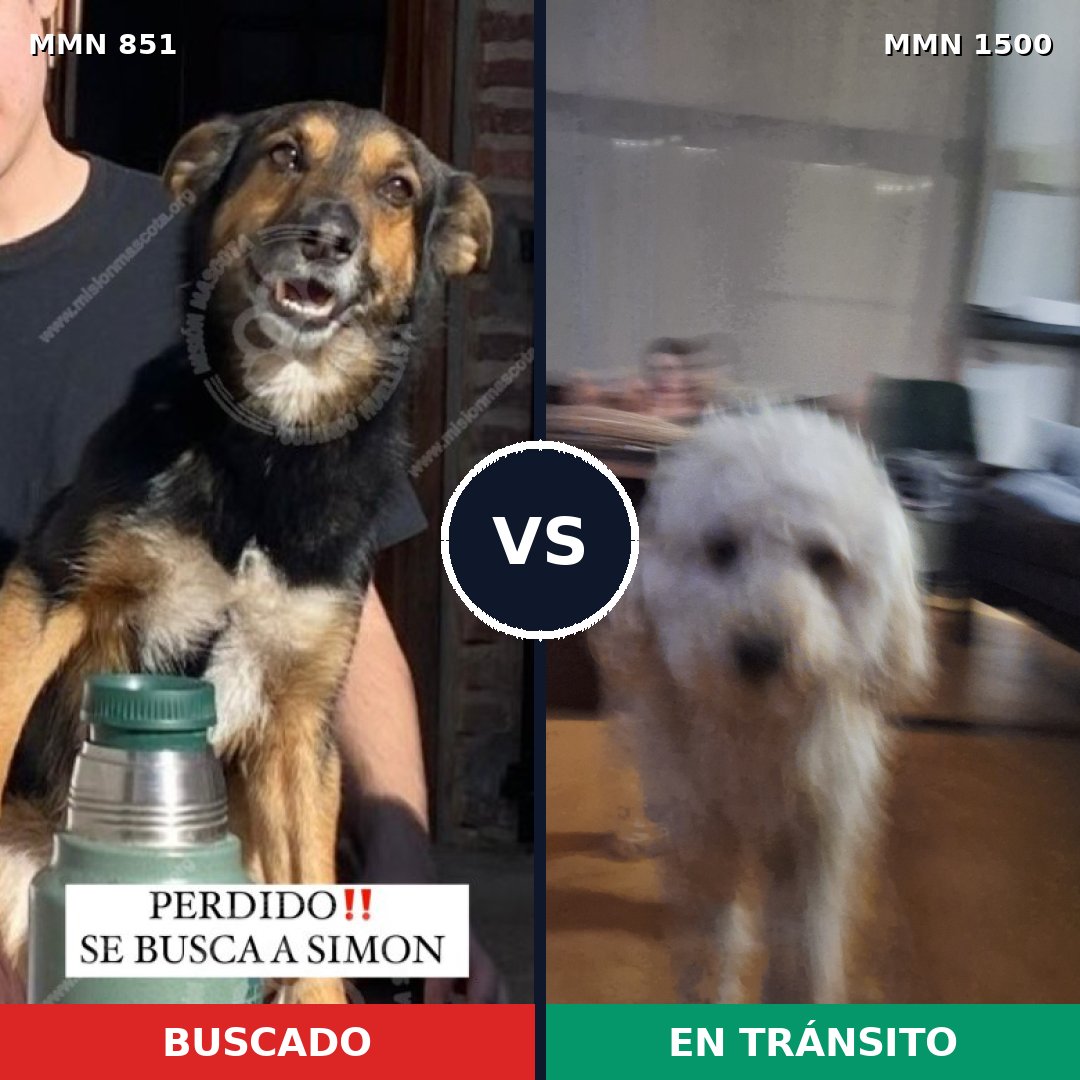 Comparativa MMS 26831: mascota perdida y mascota encontrada, 36% de similitud