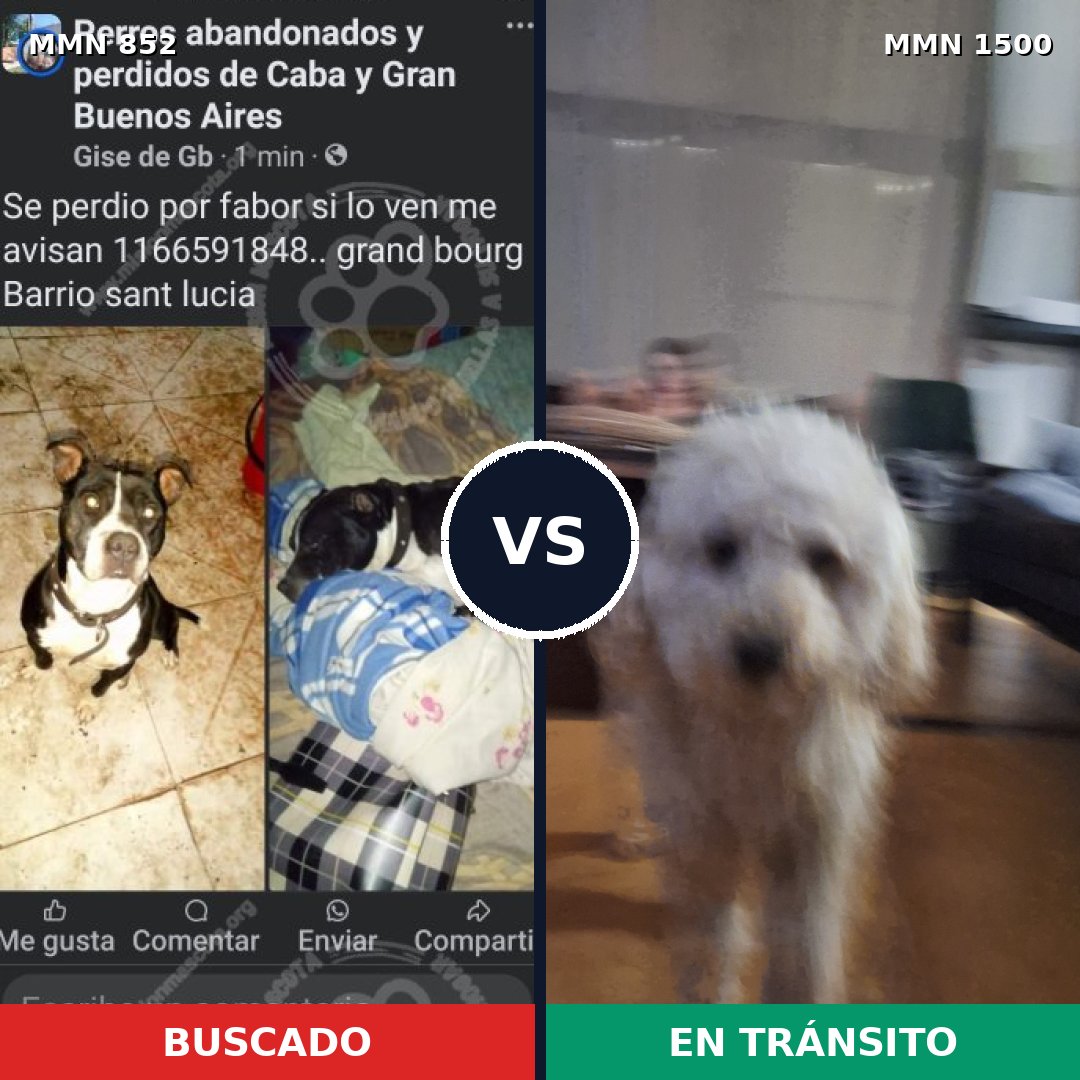 Comparativa MMS 26832: mascota perdida y mascota encontrada, 35% de similitud