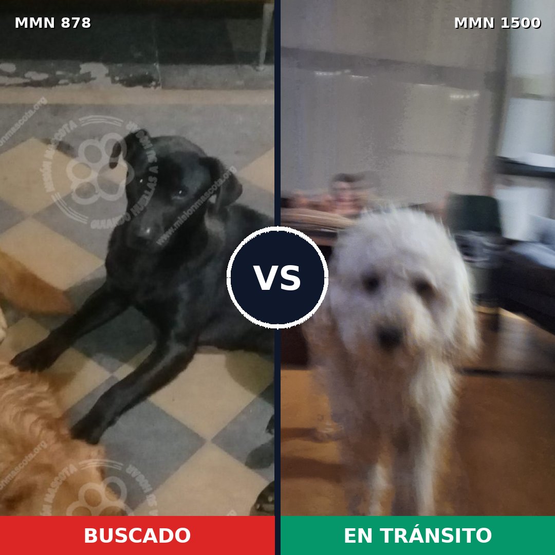 Comparativa MMS 26834: mascota perdida y mascota encontrada, 36% de similitud