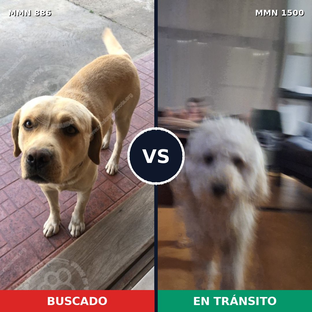Comparativa MMS 26835: mascota perdida y mascota encontrada, 28% de similitud