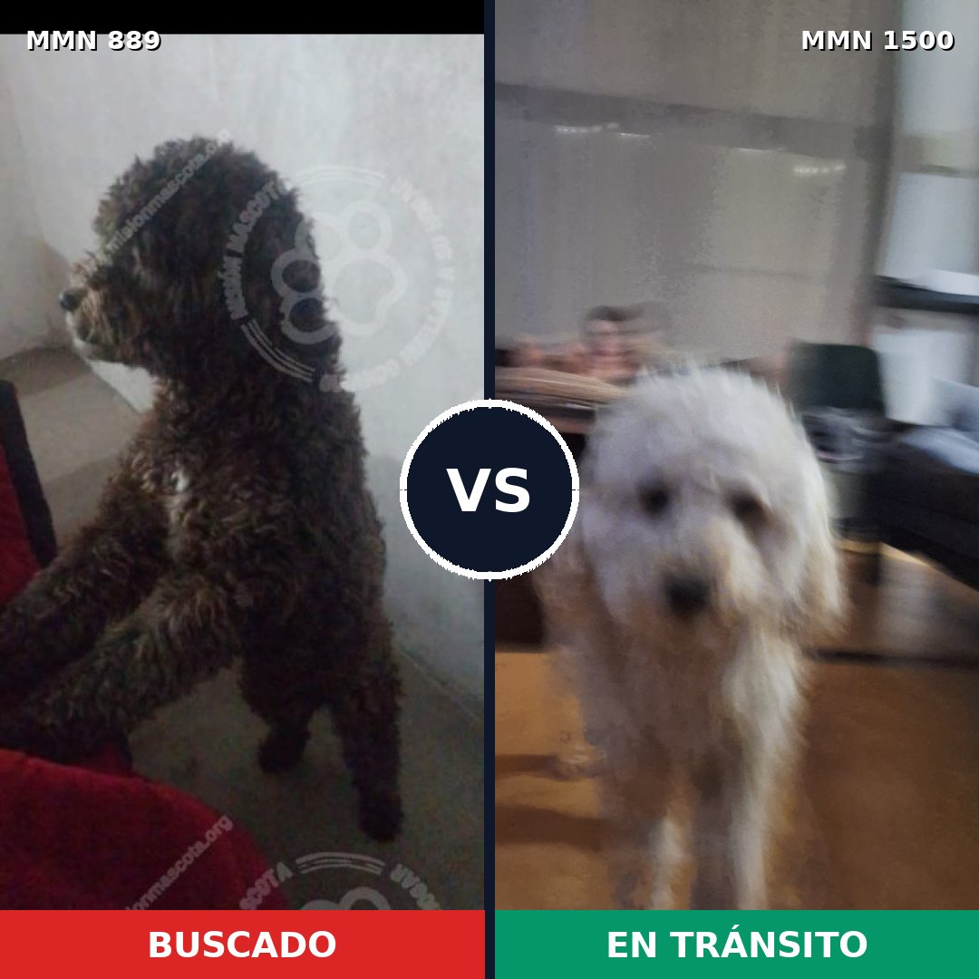 Comparativa MMS 26836: mascota perdida y mascota encontrada, 32% de similitud