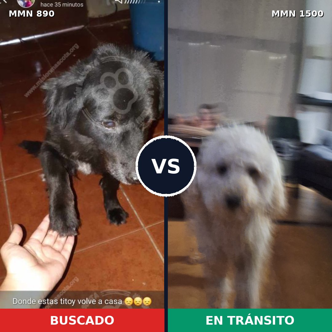 Comparativa MMS 26837: mascota perdida y mascota encontrada, 50% de similitud
