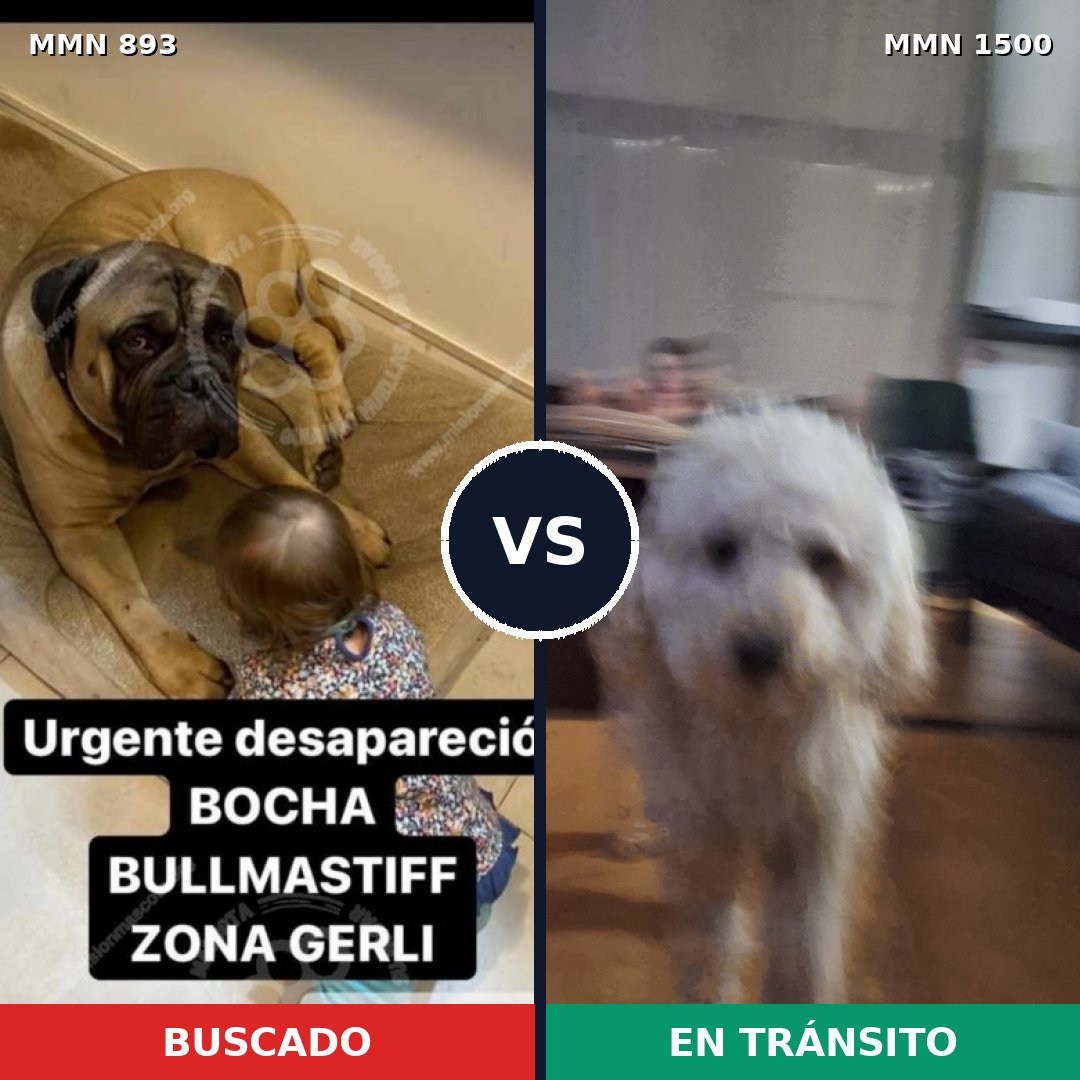 Comparativa MMS 26838: mascota perdida y mascota encontrada, 29% de similitud